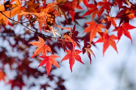 Red leaves of the japanese maple in autumn, foliageの写真素材