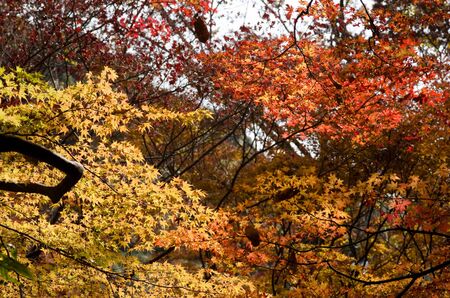 Red leaves of the japanese maple in a forest in autumn, foliageの写真素材