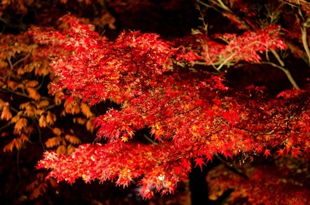 Red leaves of the japanese maple in autumn in artificial light, foliageの写真素材