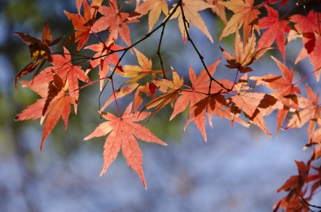 A branch of yellow red leaves of japanese maple in backlight, in front of a blue skyの写真素材