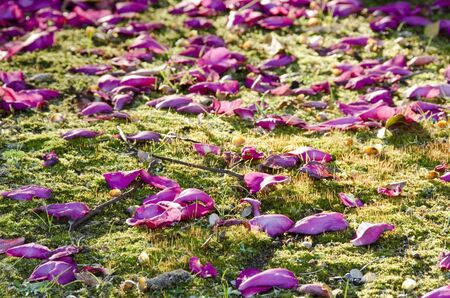 Beautiful pink rose petals on green moss backgroundの写真素材