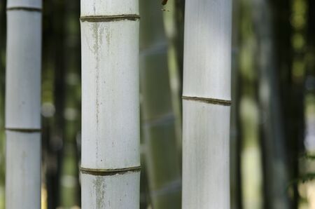 Closeup of three bamboo stems in a japanese forest as backgroundの写真素材