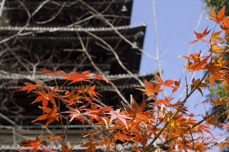 Japanese temple pagoda with red maple leaves in autumn, fallのeditorial素材