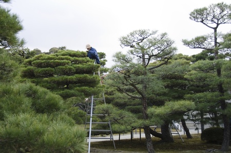 Pruning of pine trees by a gardener in a Japanese Garden in Japanのeditorial素材