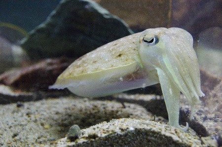 Cuttlefish swimming in the water in an aquariumの写真素材
