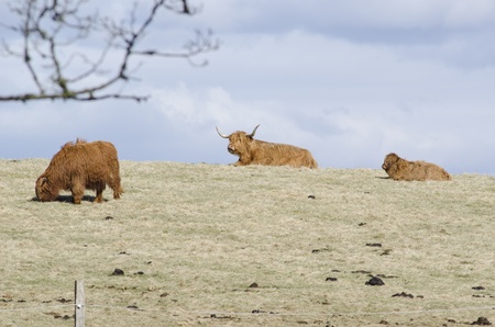 Highland cattle a scottish breed of cattle with long hornsの写真素材