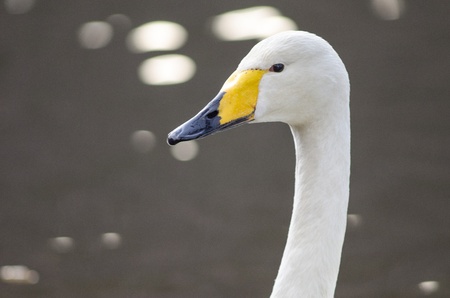 Head of a Whooper Swan, Cygnus cygnusの写真素材