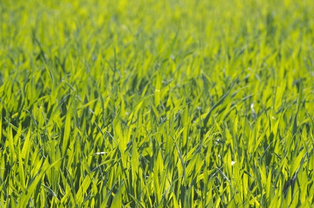 Perfect green grass background in spring with lots of space