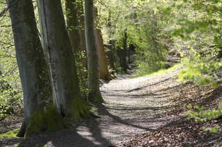 Sunlit walking path in a beech forest in springの写真素材