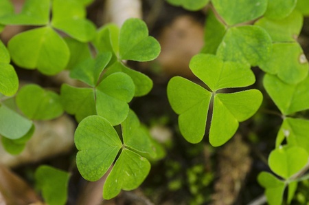 Green clover leaves on the forest floorの写真素材