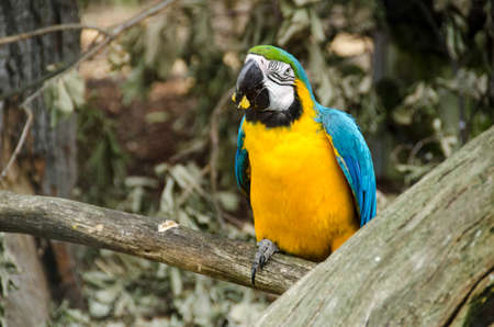 Blue and yellow Macaw, Ara ararauna eating an orangeの写真素材