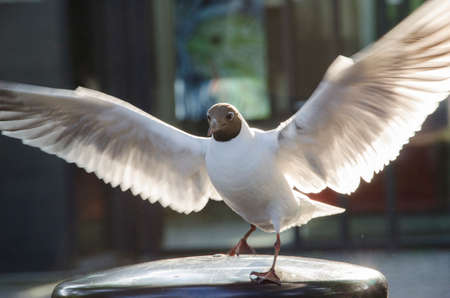 Black-headed Gull, Chroicocephalus ridibundus with open wings の写真素材