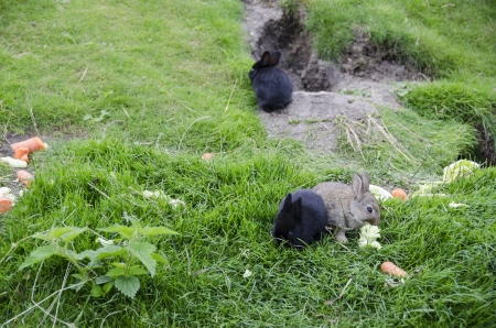 Cute rabbits sitting on green grass and eatingの写真素材