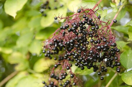 Twig of elderberry, Sambucus nigra, elder with ripe fruits