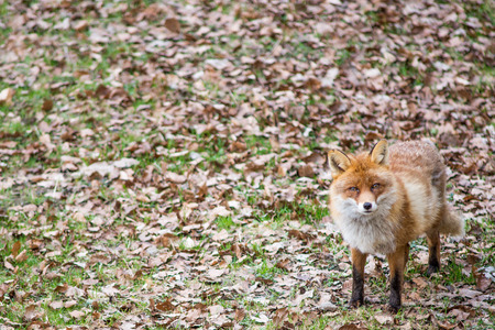 Red fox, Vulpes vulpes standing an looking towards the cameraの写真素材