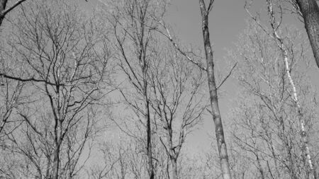 Deciduous beech forest canopy as seen from below in winter without leavesの写真素材