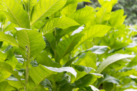 Fresh green tobacco plants with big leaves at a farmの写真素材