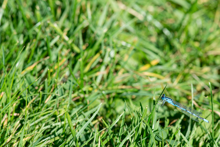 Coenagrion Dragonfly sitting on a leaf of green grassの写真素材