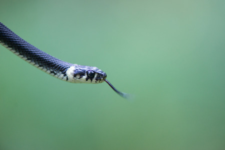 Head of a snake, Natrix natrix in front of green background