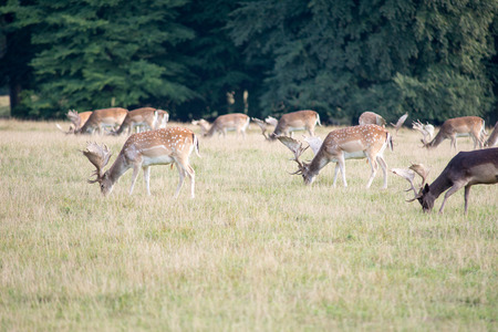 Fallow deers grazing on a meadow in a forest in autumnの写真素材
