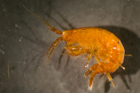 Amphipod from the waters around Disko Island in Greenlandの写真素材