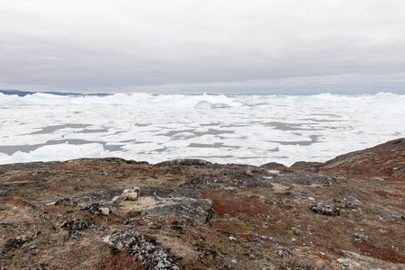 Arctic landscape in Greenland around Disko Island with icebergs