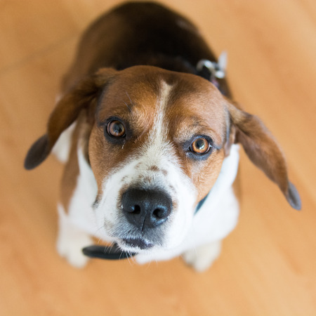 Beagle dog looking expectantly at camera from belowの写真素材