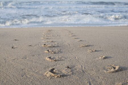 Track and food print of a harbor seal on the beach of the island Sylt