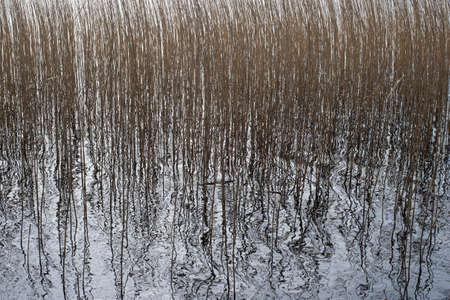 Background pattern of common reed, Phragmites, in a lakeの写真素材