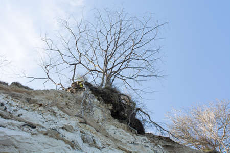 Tree on cliff top in spring with blue sky in the background