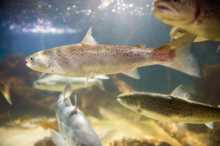 Salmon swimming in clear water in an aquarium seen from the sideの写真素材