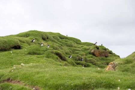 Atlantic puffins, Fratercula arctica sitting on a cliff on the Faroe Islands with ocean in the backgroundの写真素材