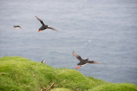 Atlantic puffins, Fratercula arctica sitting on a cliff in its colony on the Faroe Islandsの写真素材