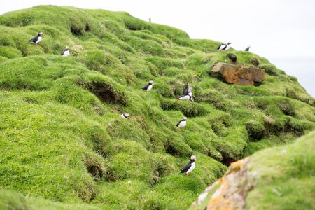 Atlantic puffins, Fratercula arctica sitting on a cliff on the Faroe Islands with ocean in the backgroundの写真素材