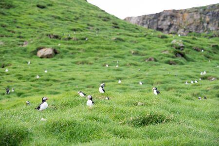 Atlantic puffins, Fratercula arctica sitting on grass on the Faroe Islands in front of its burrowの写真素材