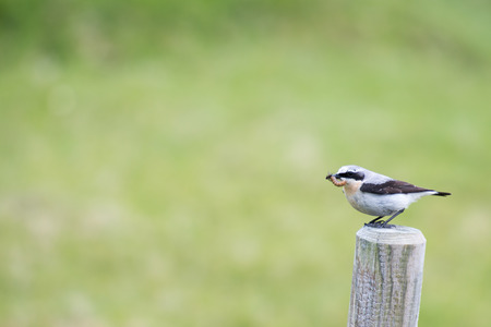Male Oenanthe oenanthe with caterpillars in beak sitting on a poleの写真素材