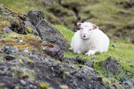 Sheep on the Faroe Islands, sitting on a rock with green grassの写真素材