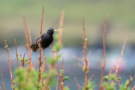Starling, Sturnus vulgaris sitting on a tree with food in the beak on the Faroe Islands