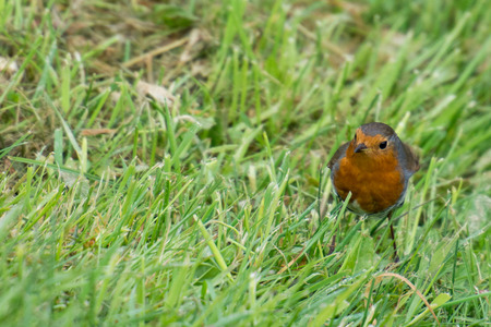 Robin bird, Erithacus rubecula on grass