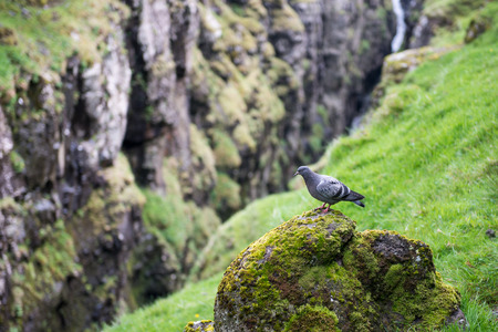 Felsentaube, Columba livia in its natural environment on the Faroe Islandsの写真素材