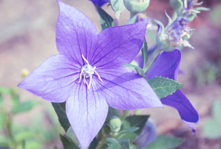 blue bellflowerの写真素材