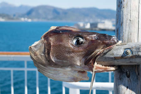 A dried head of fishの写真素材