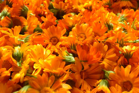 calendula flowersの写真素材