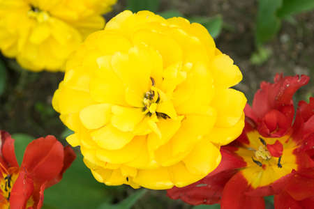 tulip flowerの写真素材