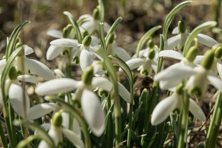 snowdrop flowersの写真素材