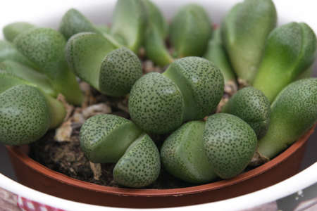 Lithops plant