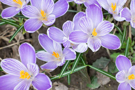 crocusesの写真素材