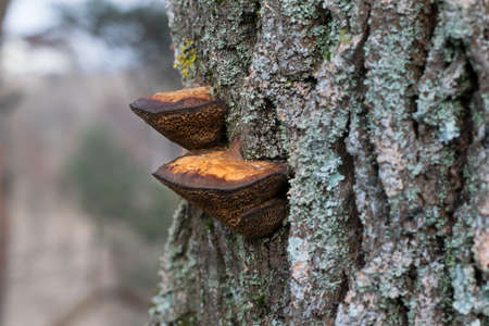 Mashrooms at the tree trunkの写真素材