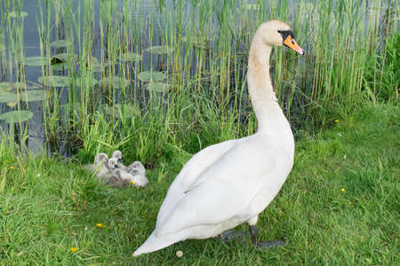 Swan at the lake with nestlingsの写真素材