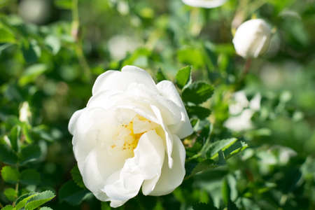 dog roseの写真素材